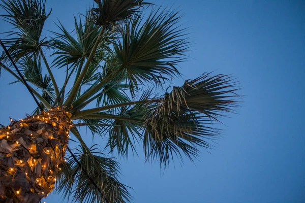 Hohe Palme Winkelblick Unter Blauem Himmel Winzige Led Lichter Glitzern — Stockfoto