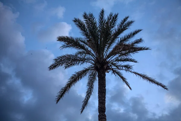 Einsame Palme mit trockenen Blättern, die hoch unter wolkenlosem blauen Himmel steht. großer schuppiger, texturierter Stamm einer Kokosnusspflanze. der Tag sieht düster aus ohne Sonnenlicht. — Stockfoto