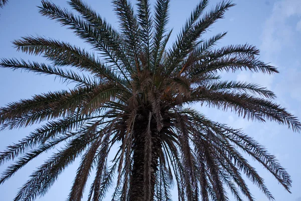 Inyección hacia arriba de la planta de palma de coco. Hojas de Frond secas y frescas bajo el cielo azul. Vista angular del árbol con tronco grande escamoso y árido de pie alto en buen día . —  Fotos de Stock