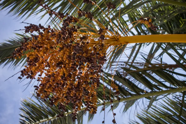 Datteln hängen an Zweigen von Palmen, die Früchte tragen. frische grüne Blattwedel schirmen die Sonne vom blauen Himmel ab. Einige Feldfrüchte sind reif für den Verzehr. — Stockfoto