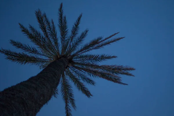 Hohe Palme im Blickwinkel unter abendblauem Himmel. frische Wedelblätter und raue Rinden tropischer Pflanzen. Stämme und Äste, die sich wie Regenschirme ausbreiten. — Stockfoto