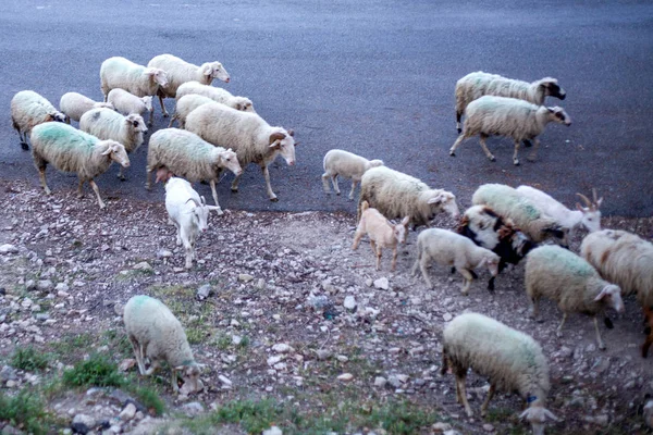 Κοπάδι πρόβατα και κατσίκες διασχίζοντας το ξηρό χωματόδρομο. Κοπάδι κατοικίδιο θηλαστικό περπατώντας κατά μήκος της υπαίθρου. Φυλή πίσω καμπύλο κέρατο γαλαζωπό γκρίζο βοοειδών. — Φωτογραφία Αρχείου