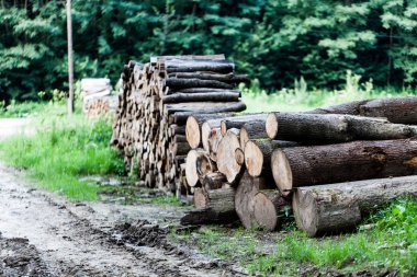 Yığın ham ahşap kereste orman çim üzerinde. Kereste ve ahşap sanayi kavramı. Kışın yangın ahşap için hazırlanan kereste yığını.