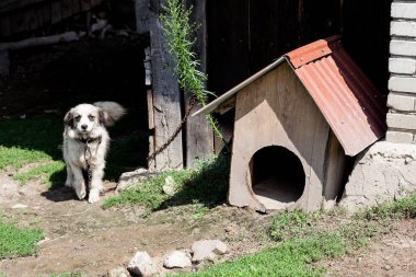 Yerli köpek koruma ev. Köpek zinciri ahşap evinin önünde. Siyah ve beyaz yarı doğurmak köpek köy evinde.