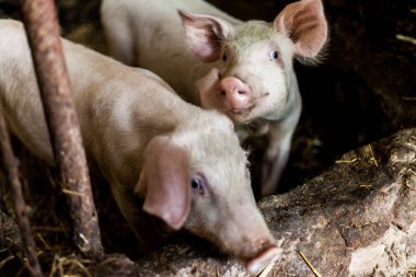 Hogpen çamurlu domuzlar. Yerli koşullarda gıda üretim kavramı. Saman ile kutularının Pigglets. Köy gıda üretim kavramı.