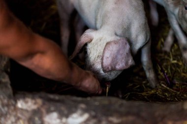 Domuz çiftliği besleme çiftçi. Çamurlu domuz çiftliği de yemek yeme. İnsan ve hayvan ile kavram resim tarım.