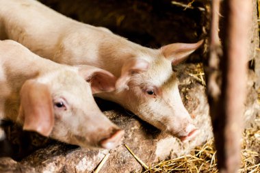 Hogpen çamurlu domuzlar. Yerli koşullarda gıda üretim kavramı. Saman ile kutularının Pigglets. Köy gıda üretim kavramı.