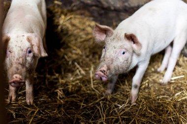 Pigglets yere saman ile ahırda. Gıda üretim kavramı görüntü domuzlarla. Çamurlu köyü demiler.