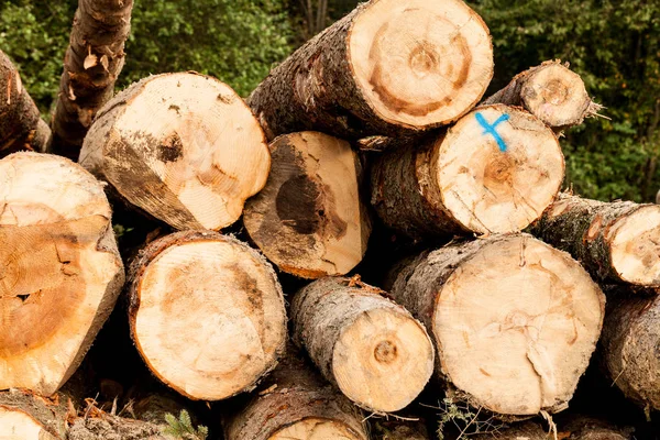 Stack of raw wooden lumber on the grass by the forest. Industry concept with lumberyard and wood. Pile of lumber prepared for the fire wood in the winter.