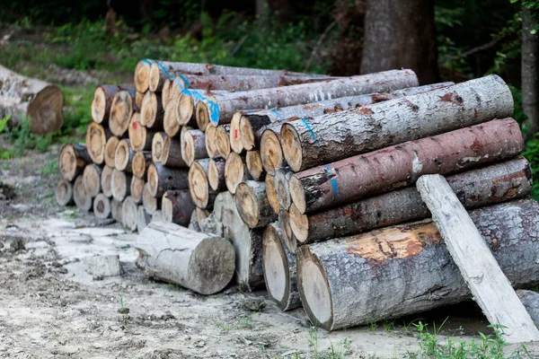 Stack of raw wooden lumber on the grass by the forest. Industry concept with lumberyard and wood. Pile of lumber prepared for the fire wood in the winter. — Stock Photo, Image