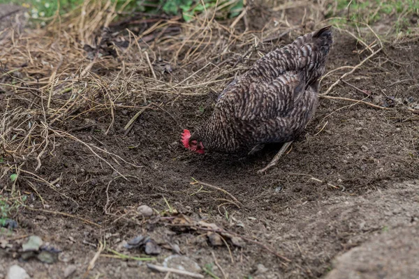 Black chicken in the yard. Chicken searching food in the soil. Nature and organic food concept production.