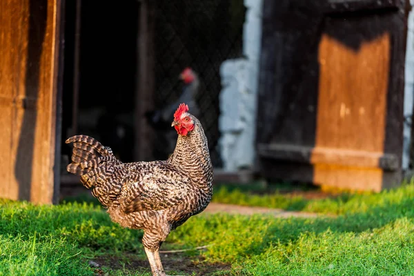 Siyah ve beyaz tavuk ayakta yardwith arka plan bulanık. Evcil hayvanlar ile köy kavramı. Köy backyward yeşil çimen.