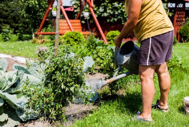 Bir kadın bir yenilebilir yeşil sulama bir gün içinde bitki dut. Kırmızı ve yeşil meyvelerini domates bush. Yabani otlar ve toprakta büyüyen diğer otlar. Kentsel yaşam senaryosu.