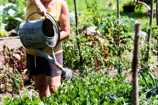 Woman holding a metal container watering the vegetable garden in one sunny day. Green leafy vegetables growing healthy on the soil. Gardening and farming ideas.
