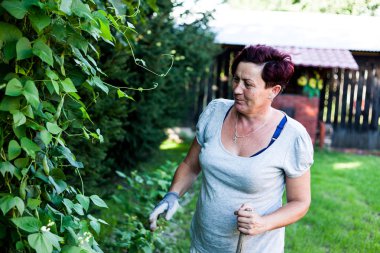 Bir Hıristiyan brunet şaşırtıcı derecede yeşil yapraklı bitki arıyorum. Meyve sebze büyüyen sarmaşıklar arka bahçesinde üzerinde taşıyan. Ekinler hasat zamanı için bekliyor. Tarım ve Bahçe.