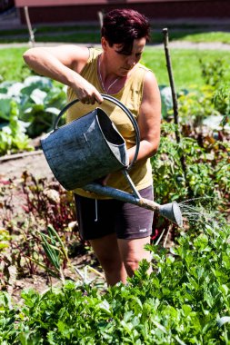 Bir görünümünü metal bir kova tutan bir kadın. Sert bahçesinde sebze sulama çalışma bahçıvan. Arka bahçe homegrown tarım etkinlik. Kırsal yaşam tarzı senaryo.
