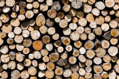 Sawed ağaç gövdeleri ve dalları farklı boyutlarda mavi konteyner ahşap depolama sektöründe Kazıklı. Arka plan kıyılmış kuru odun günlükleri küme içinde birbiri üstüne yığılmış.