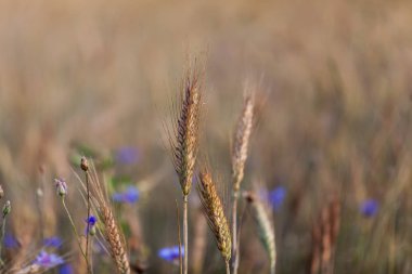  Gıda üretim kavramı makro görüntü yeşil tahıl ile. Rüzgar alan üzerinde yeşil tahıl closeup.