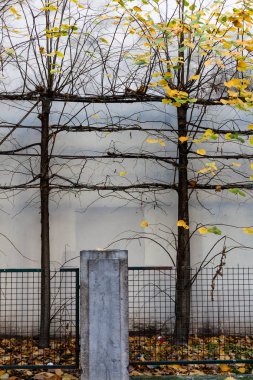 Ağaç ve yaprak doğa kavramı. Büyük çit örgülü şubeleri ile uzun boylu ağaçlar.