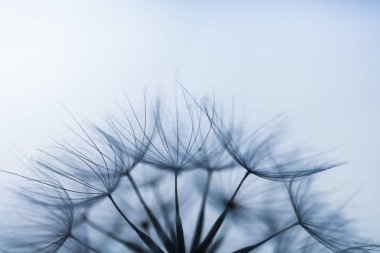 Beyaz hindiba closeup görüntüsü. Karahindiba tohumları makro fotoğraf. Doğa fotoğrafçılığı kavramı.