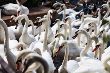 Su güzel beyaz kuğu sürüsü. Nehir doğa beyaz kuğu kavramı ile.