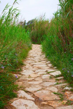 Taş yolu yeşil doğa ve çalılar. Macera ve doğa doğa yolda konseptiyle. Taş yol ve yeşil çalılar.
