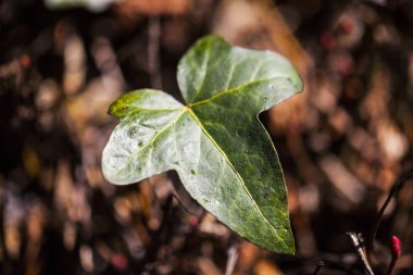 Portre resim bulanık arka plan doğa ile yeşil yaprak.