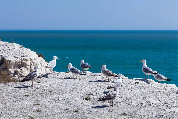 Mouettes debout sur la falaise rocheuse. Concept nature avec des oiseaux à la mer. Fond bleu ciel avec des animaux . — Photo