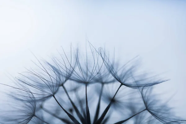 Closeup image of white dandelion. Dandelion seeds in macro photo. Nature photography concept. — Stock Photo, Image