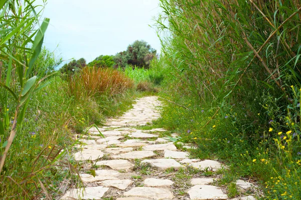 The path of stones through the green nature and bushes. Adventure and nature concept with road through the nature. Stone road and green bushes. Stock Image