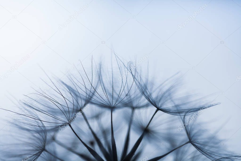 Closeup image of white dandelion. Dandelion seeds in macro photo. Nature photography concept.