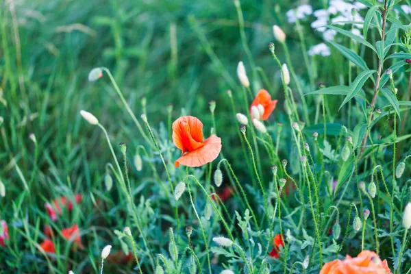 녹색 필드에 빨간색 ponceau 꽃입니다. 자연 꽃 이미지 필드에 개념. 푸른 잔디와 붉은 꽃. — 스톡 사진