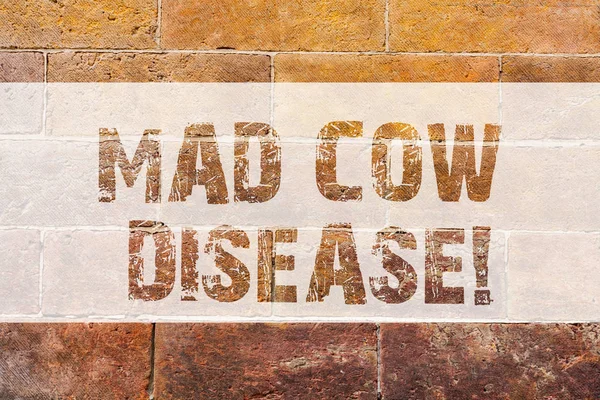 Text sign showing Mad Cow Disease. Conceptual photo Neurodegenerative lethal disease contagious eating meat Brick Wall art like Graffiti motivational call written on the wall. — Stock Photo, Image