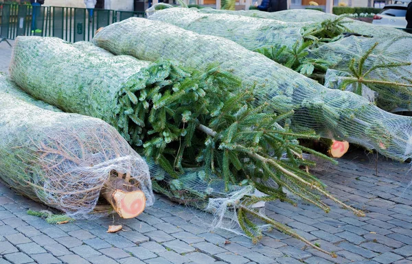 Marketplace with Christmas trees for sale. Save our forests concept. Nature and tree saving concept. Packages of Christmas trees on the ground. — Stock Photo, Image