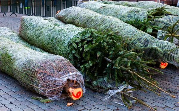 Mercado com árvores de Natal à venda. Salve o nosso conceito de florestas. Natureza e árvore conceito de poupança. Pacotes de árvores de Natal no chão . — Fotografia de Stock