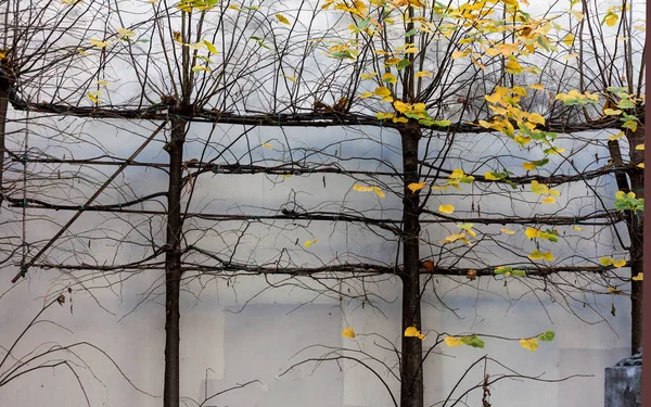Naturkonzept mit Bäumen und Blättern. hohe Bäume mit verflochtenen Ästen in großem Zaun. — Stockfoto