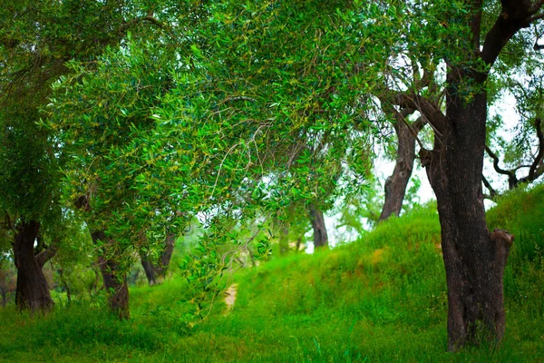 Grüne Rasenfläche mit schöner Natur und Bäumen. Naturkonzept Bild mit Zweigen voller grüner Blätter. — Stockfoto