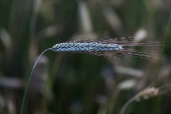 Primer plano de grano verde en el viento en el campo. Concepto de producción de alimentos con imagen macro del grano verde . — Foto de Stock