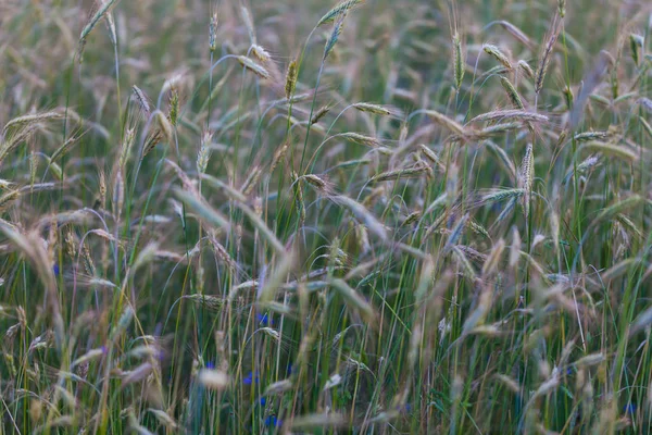 Lebensmittelproduktionskonzept mit Makrobild des grünen Korns. Nahaufnahme von grünem Korn im Wind auf dem Feld. — Stockfoto