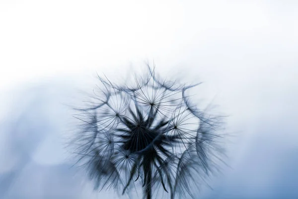 Imagen de primer plano del diente de león blanco. Semillas de diente de león en macro foto. Naturaleza fotografía concepto . — Foto de Stock