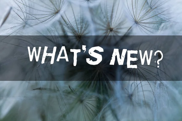 Ne S Yeni Soru gösteren not yazma. Birisine güncel canlı etkinlik hareketlerini sorduğunuzda vitrin.