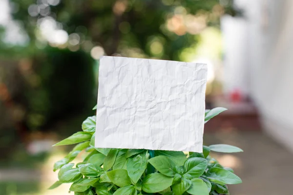 Plain paper cardboard attached to a stick and plugged in the leafy plants. White empty sheet is placed in the leaves of greeny herbs. Photography idea with small object