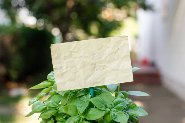 Plain paper cardboard attached to a stick and plugged in the leafy plants. Yellow empty sheet is placed in the leaves of greeny herbs. Photography idea with small object