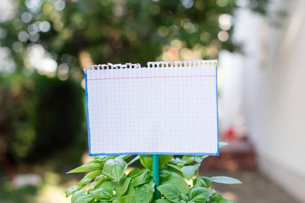 Gewoon papier karton bevestigd aan een stok en gestoken in de blad planten. Wit leeg blad wordt in de bladeren van groenige kruiden geplaatst. Fotografie idee met klein object — Stockfoto