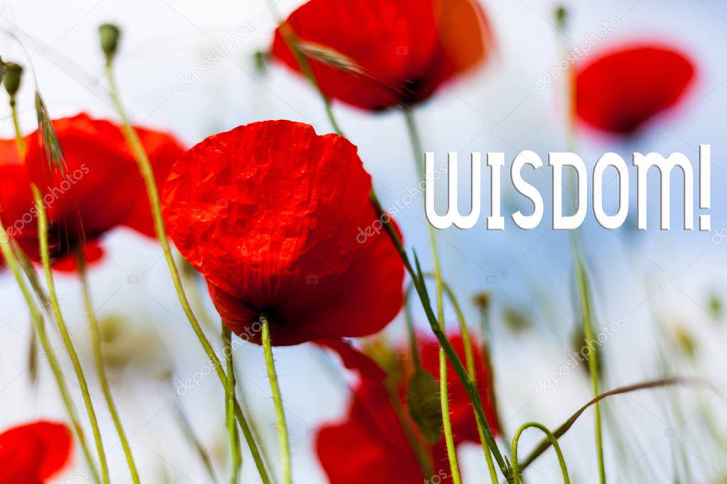 Writing note showing Wisdom. Business photo showcasing quality having experience knowledge and good judgement something Front view summer red color poppy flowers sky background.