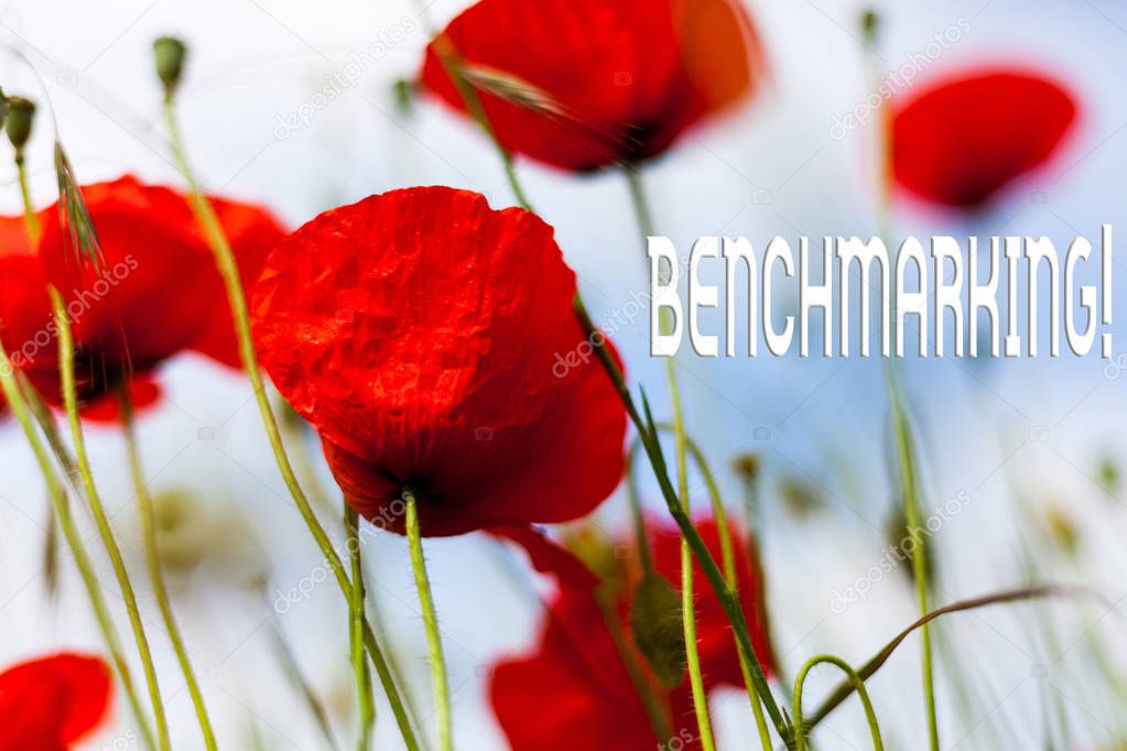 Writing note showing Benchmarking. Business photo showcasing evaluate something by comparison with standard or scores Front view summer red color poppy flowers sky background.