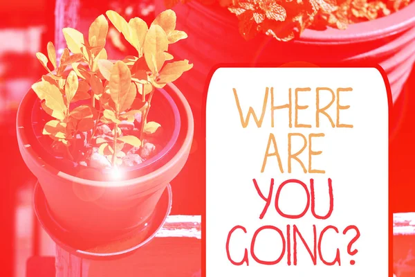 Writing note showing Where Are You Going Question. Business photo showcasing asking someone where he is heading to Plentiful plants on a small pot placed side by side with a large one. — Stockfoto