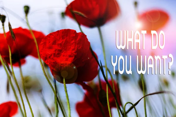 Writing note showing What Do You Want Question. Business photo showcasing say or write in order to ask demonstrating about something Front view summer red color poppy flowers sky background.