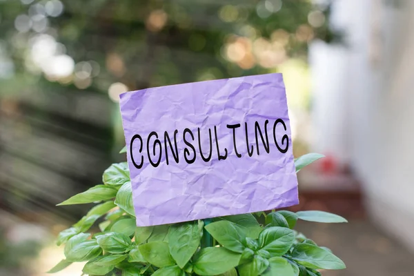 Textzeichen mit der Aufschrift Consulting. Konzeptfoto, das Experten oder Technikern fachkundigen Rat gibt Einfaches leeres Papier, das an einem Stock befestigt und in die grünen Blattpflanzen gelegt wird. — Stockfoto