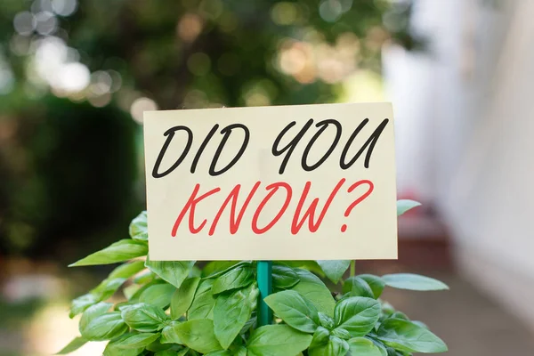 Handwriting text writing Did You Know Question. Concept meaning when you are asking someone if they know fact or event Plain empty paper attached to a stick and placed in the green leafy plants.